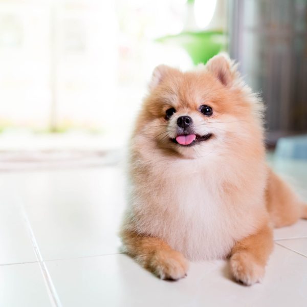 Pomeranian smiling, lying in the yard
